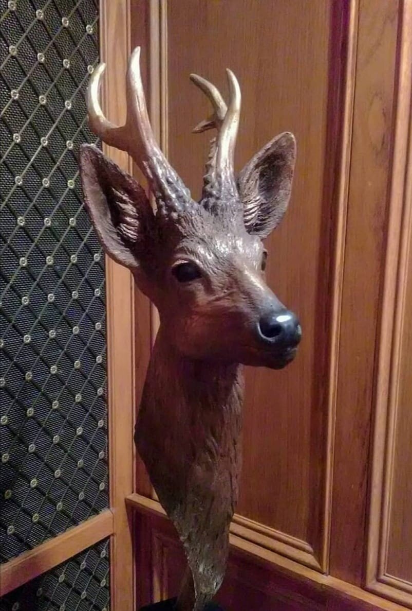 Deer Bust
